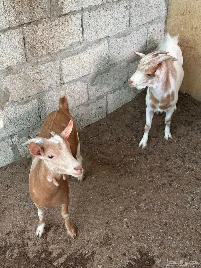 جوز قزمي ماكس 1