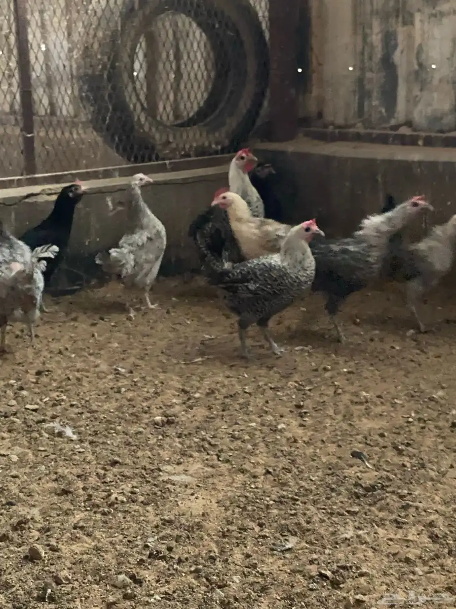 بيع دجاج اندونسي و فيومي بياض. 10