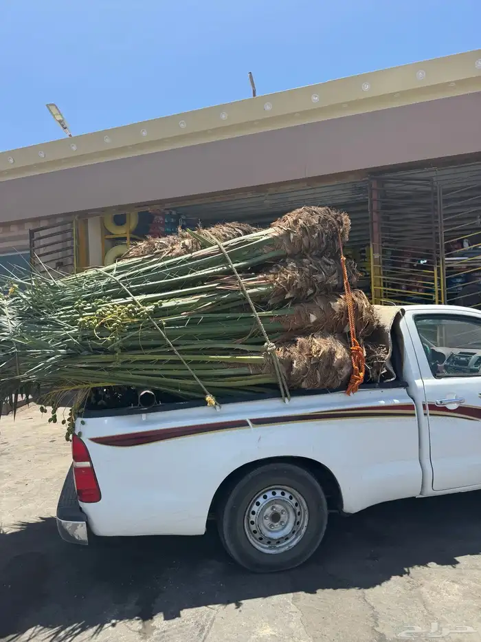 يتوفر جميع أنواع النخيل 8