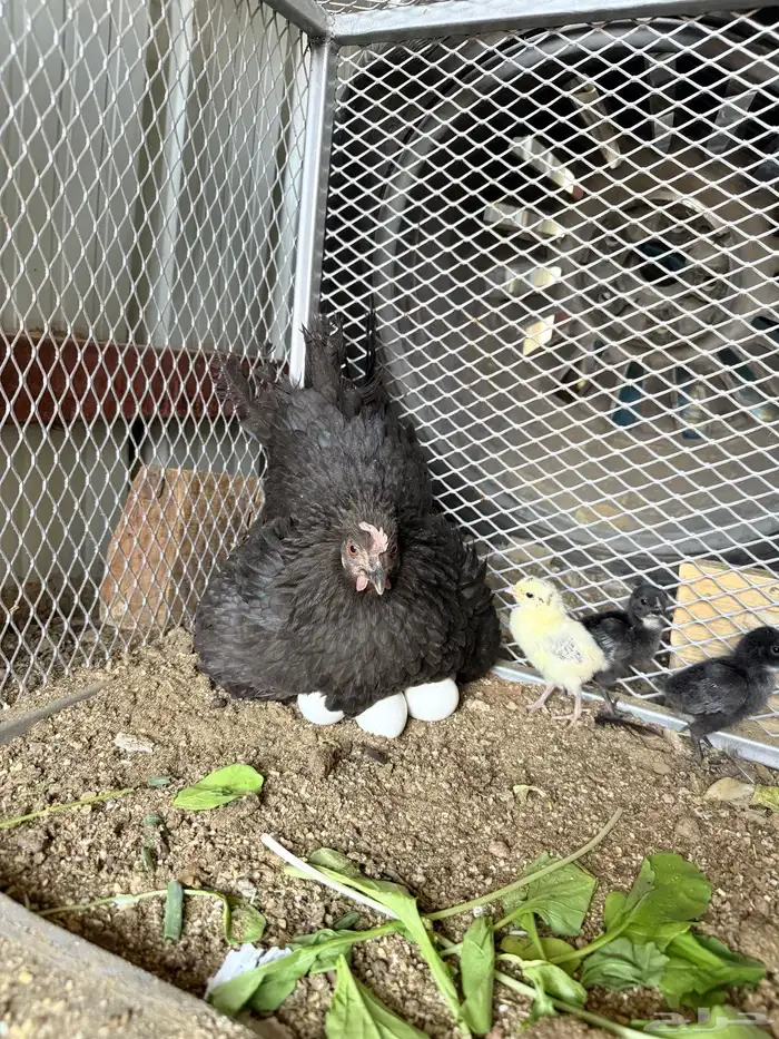 دجاجة للبيع 1