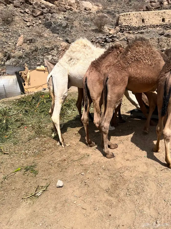 قعدان بلدي 8