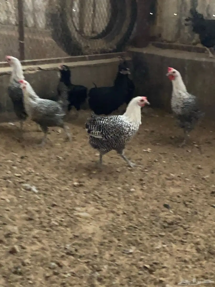 بيع دجاج اندونسي و فيومي بياض. 3