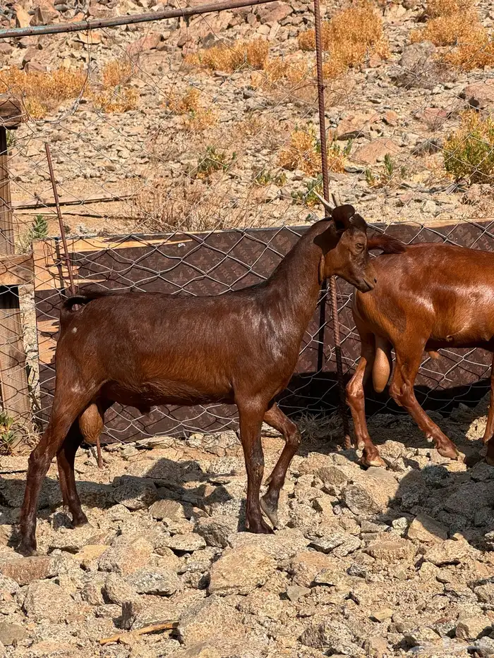 تيوس محايلي مخصاه 4