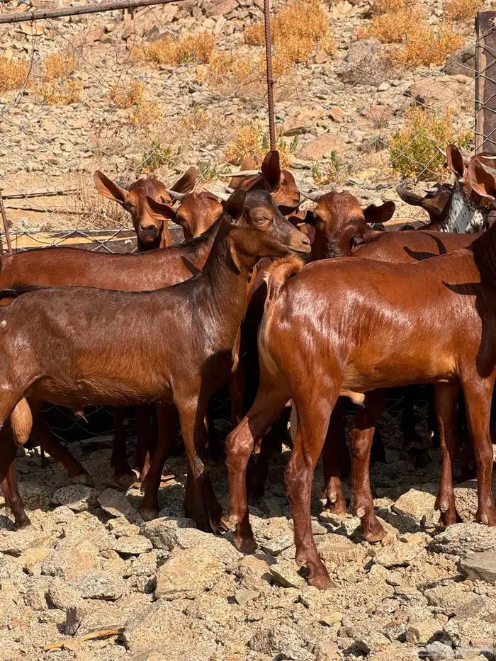 تيوس محايلي مخصاه 6