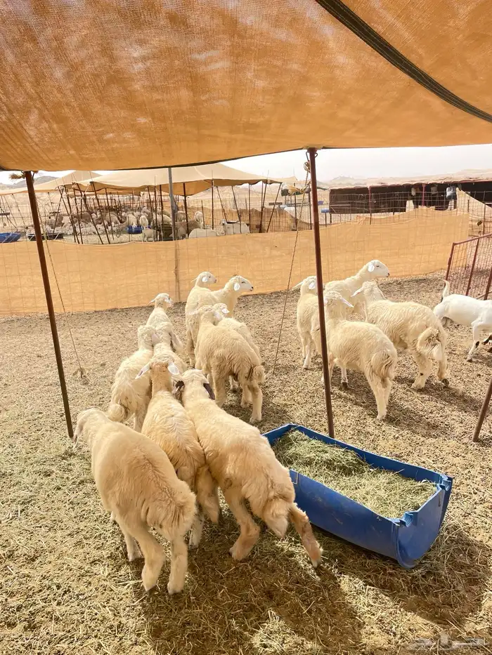 طليان ورخال مناسبات وثلاحة 2