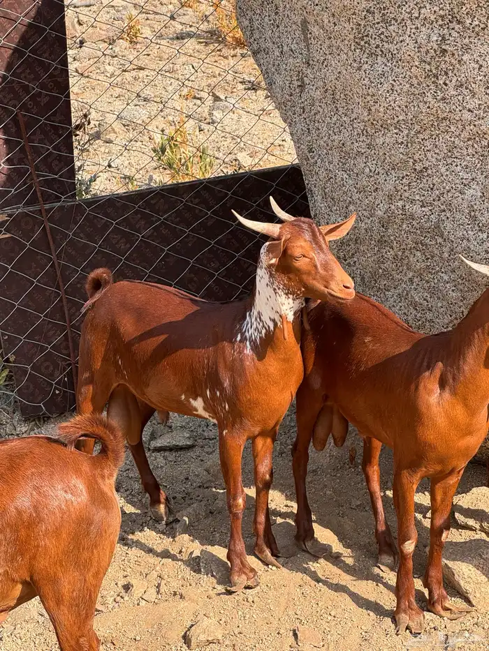 تيوس محايلي مخصاه 0