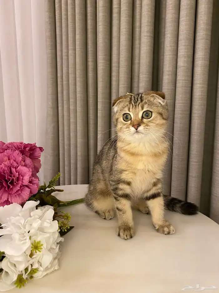 قطط للبيع سكوتش 3