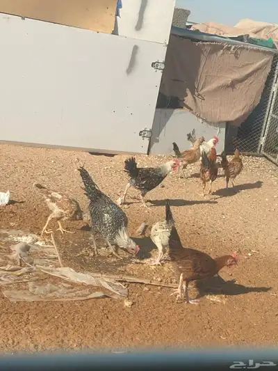 دجاج العمر 4اللى 5 شهور العدد حول 40 منهن ديكه ودجاج 3
