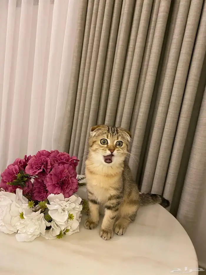 قطط للبيع سكوتش 2