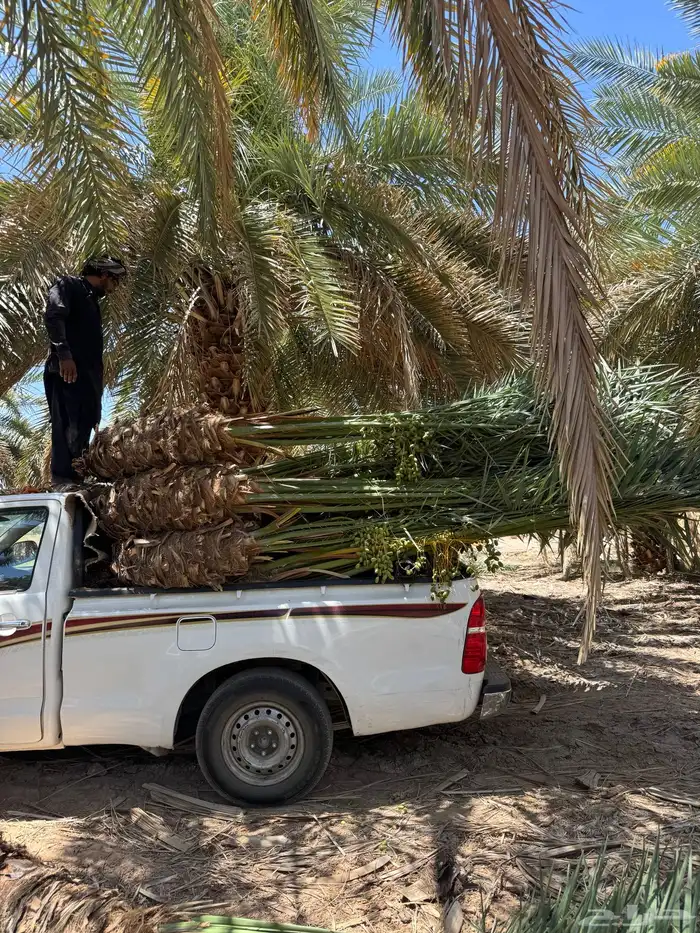 يتوفر جميع أنواع النخيل 9
