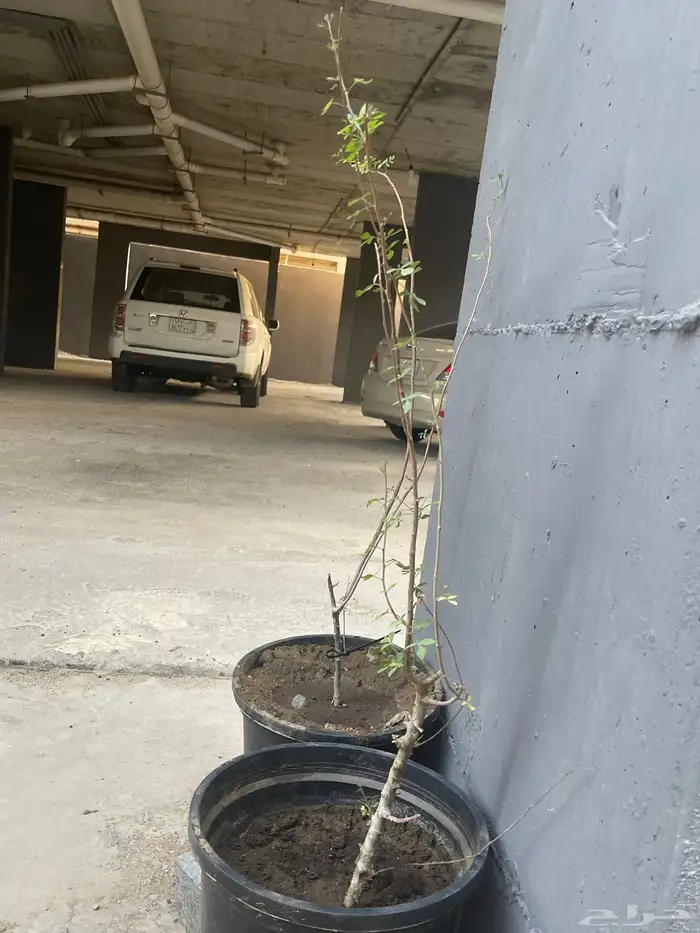 شتلةبشام (بيلسان)او بيشم 2