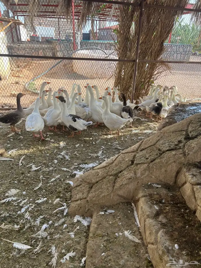 وز للبيع 1