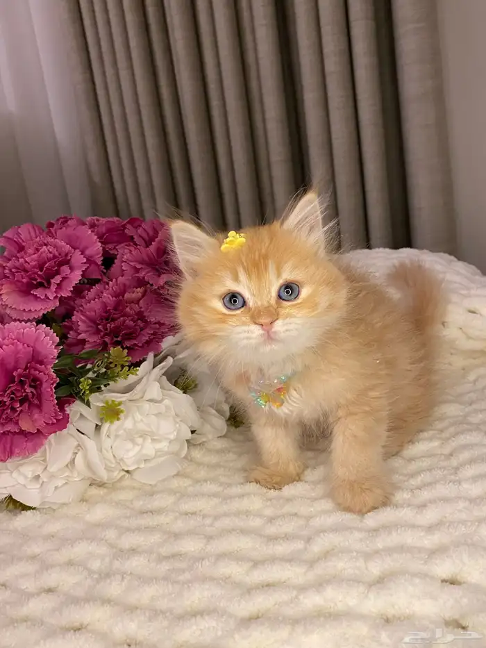 قطط للبيع سكوتش 9