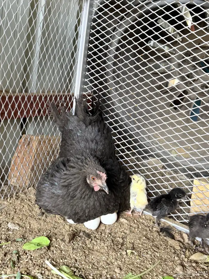 دجاجة للبيع 2