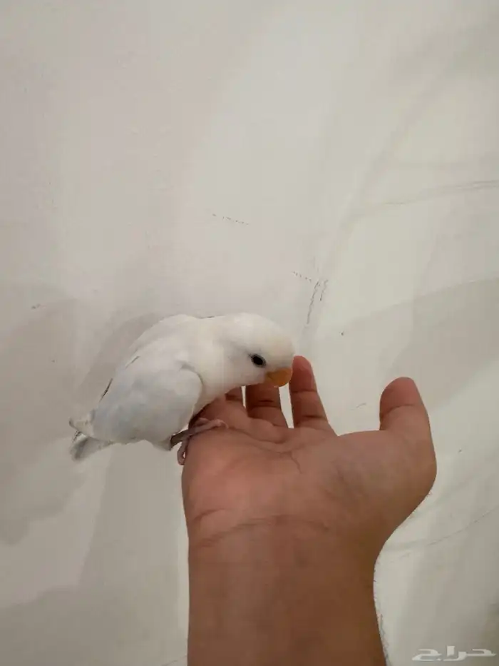 عصفور روز 2