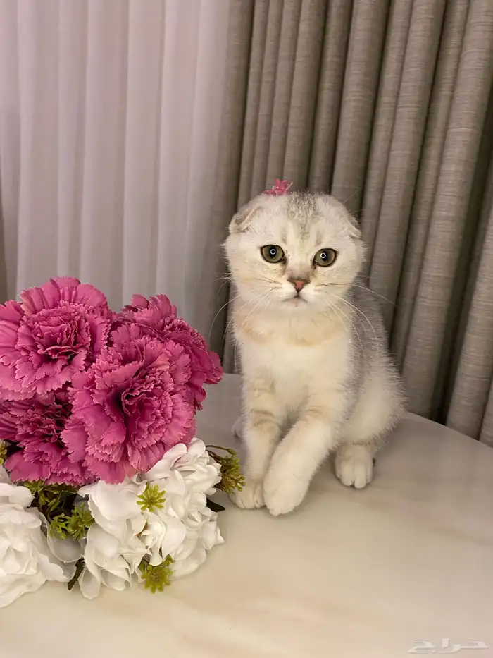 قطط للبيع سكوتش 1