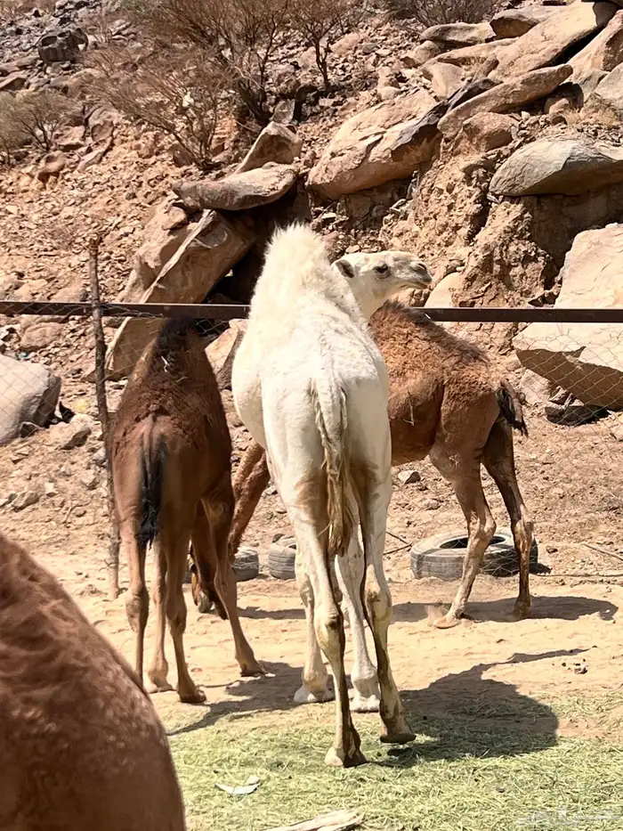 قعدان بلدي 0