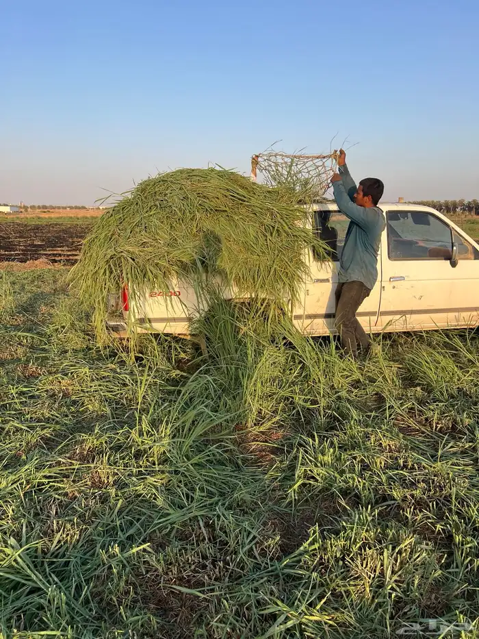 أعلاف بلوبنك اخضر 6