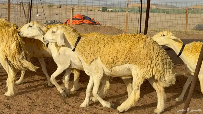 ما شاء الله وتبارك الله اعرض لكم غنم حريات رخال 5