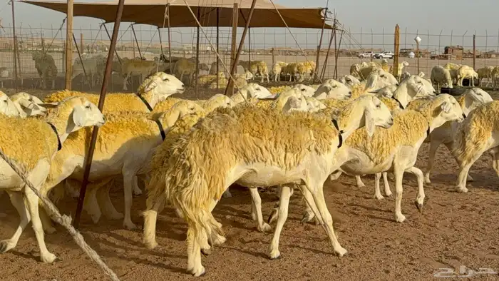 ما شاء الله وتبارك الله اعرض لكم غنم حريات رخال 2