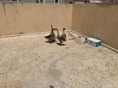 وز عراقي لبيع العدد الاربعه 1