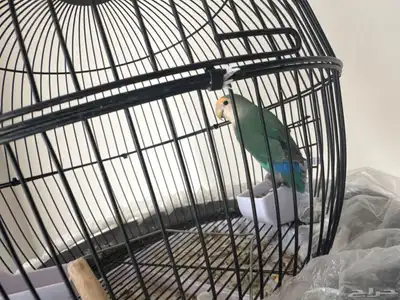 روز مو اليف العمر تقريبن سنه اسعر قابل للتفاوض 1