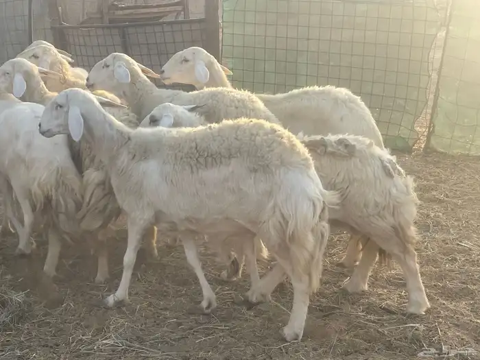 23 غنم حريات مراح دفيع غنم طيبه جروم عاليه تم البيع 4