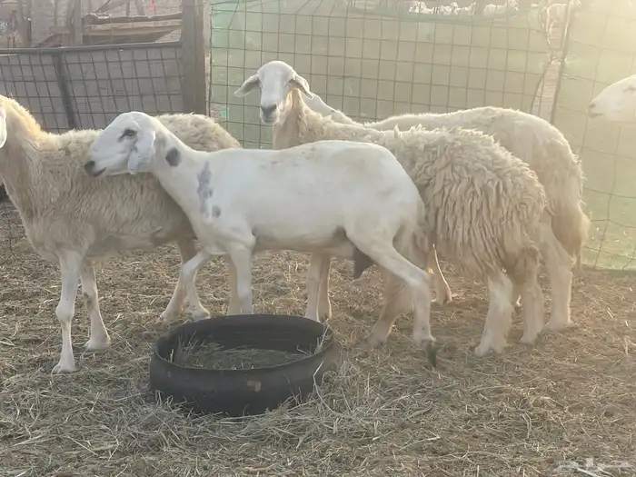 23 غنم حريات مراح دفيع غنم طيبه جروم عاليه تم البيع 2