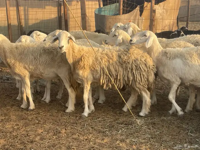 23 غنم حريات مراح دفيع غنم طيبه جروم عاليه تم البيع 11