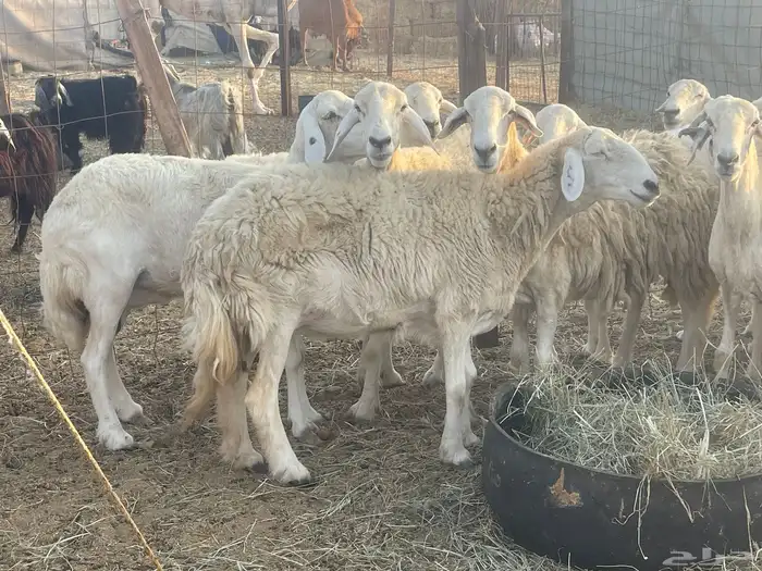 23 غنم حريات مراح دفيع غنم طيبه جروم عاليه تم البيع 5