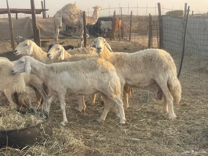 23 غنم حريات مراح دفيع غنم طيبه جروم عاليه تم البيع 13