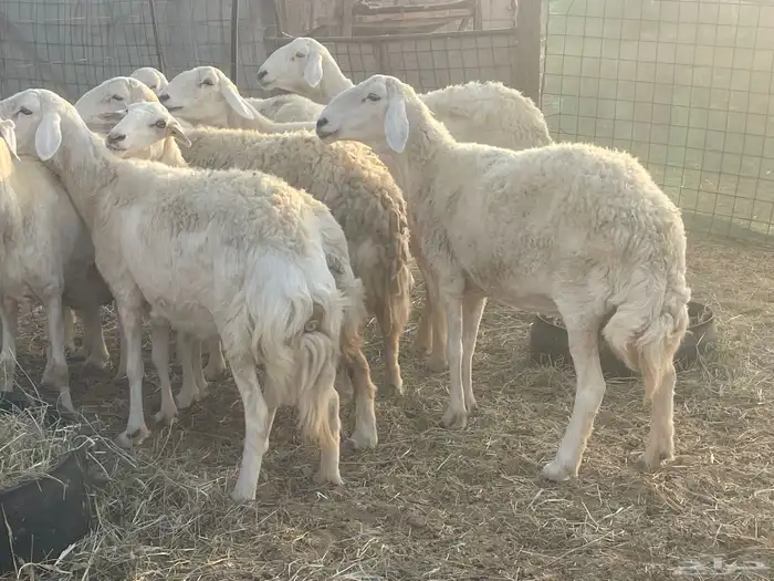 23 غنم حريات مراح دفيع غنم طيبه جروم عاليه تم البيع 6