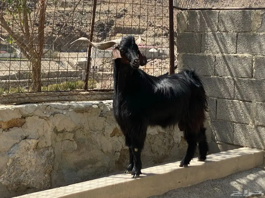 فحل ماعز أدغس 4