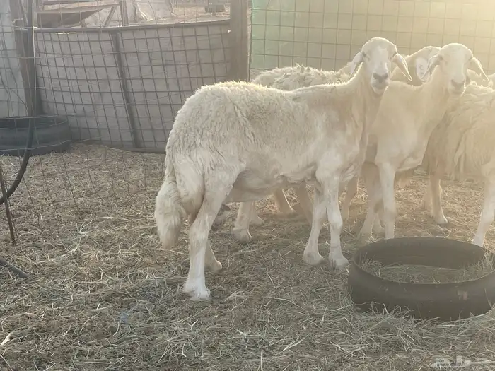 23 غنم حريات مراح دفيع غنم طيبه جروم عاليه تم البيع 3