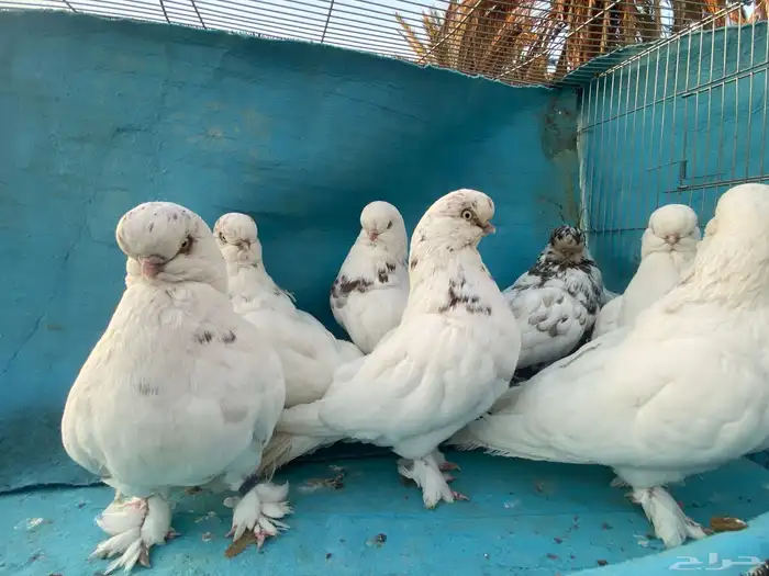 حمام أوربي 0