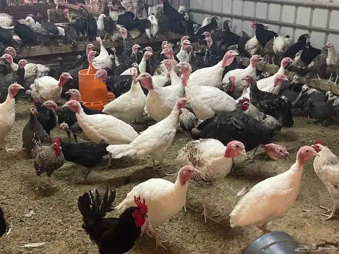 متوفر لدينا دجاج براهمه ورومى و خيبر وكينى للبيع 9