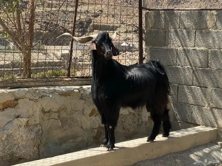 فحل ماعز أدغس 2