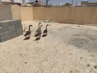 وز عراقي لبيع العدد الاربعه 0
