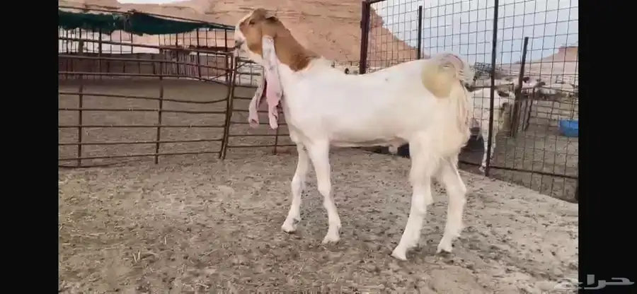 للبيع جذع هولندي نادر 10