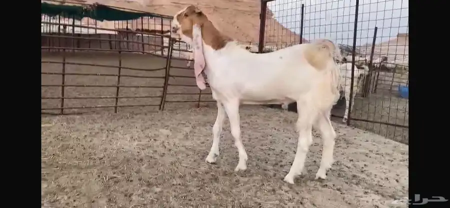 للبيع جذع هولندي نادر 9