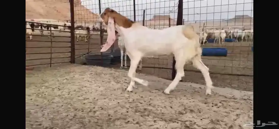 للبيع جذع هولندي نادر 2
