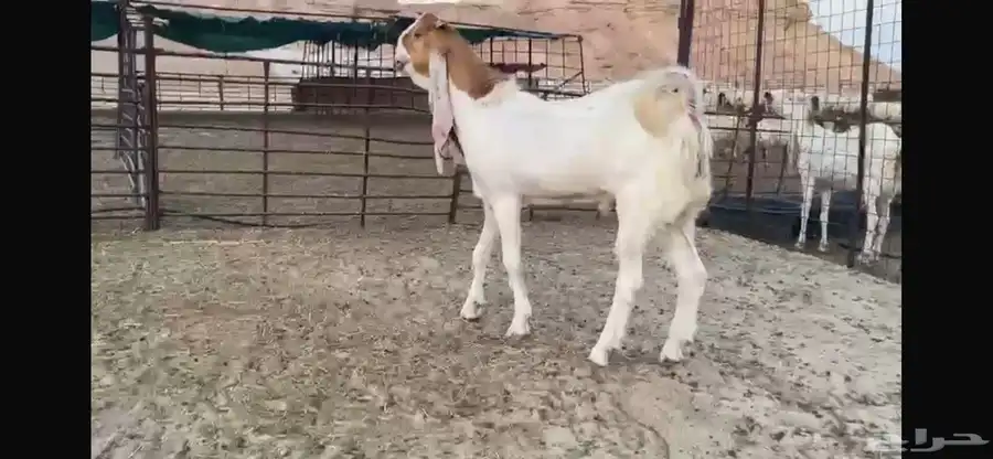 للبيع جذع هولندي نادر 12