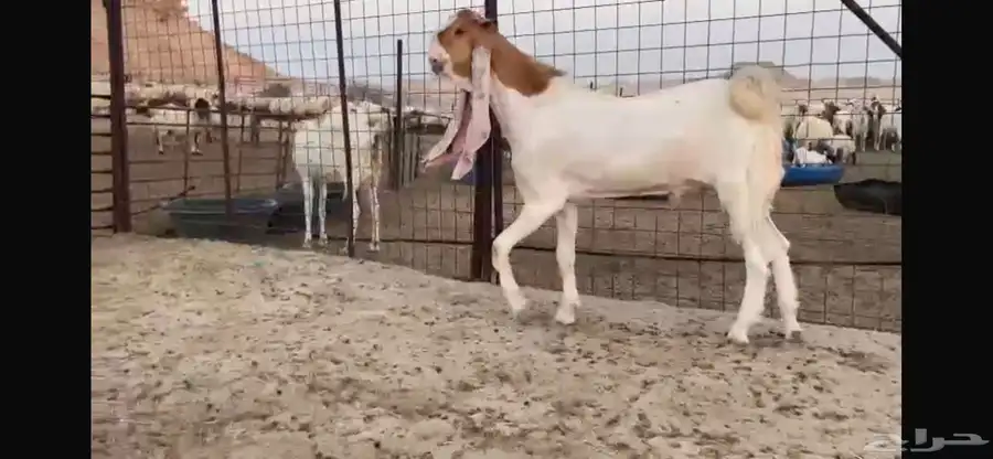 للبيع جذع هولندي نادر 3