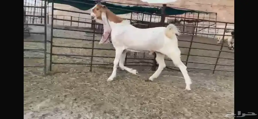 للبيع جذع هولندي نادر 7