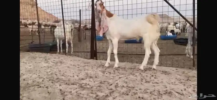 للبيع جذع هولندي نادر 4