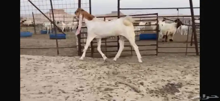 للبيع جذع هولندي نادر 6