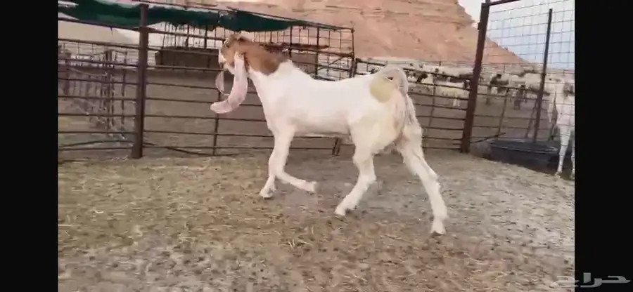 للبيع جذع هولندي نادر 8