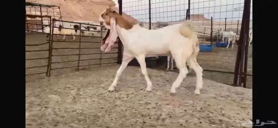 للبيع جذع هولندي نادر 1