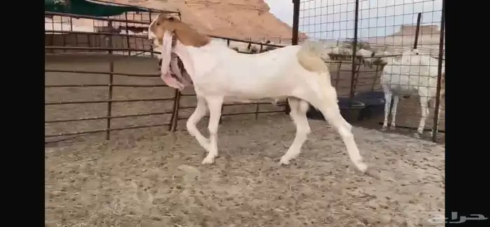 للبيع جذع هولندي نادر 0