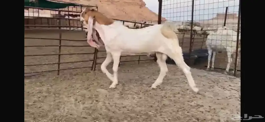 للبيع جذع هولندي نادر 0